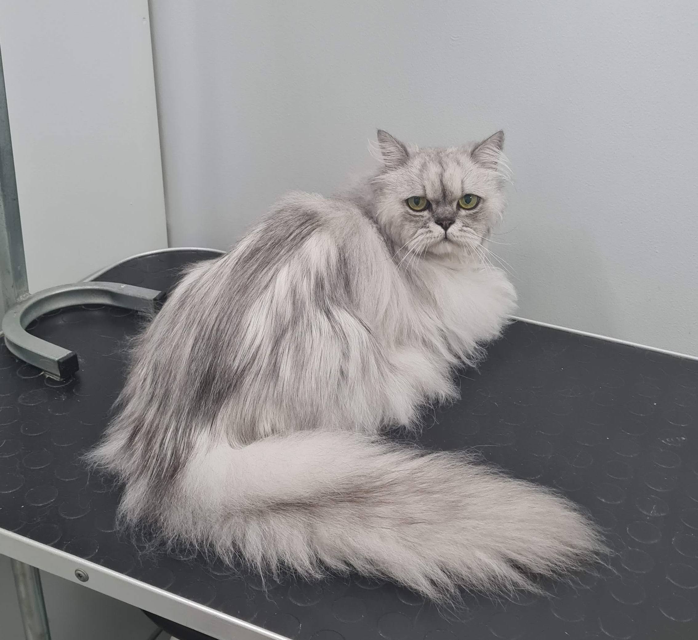 Salongist 20251223 175646 edit