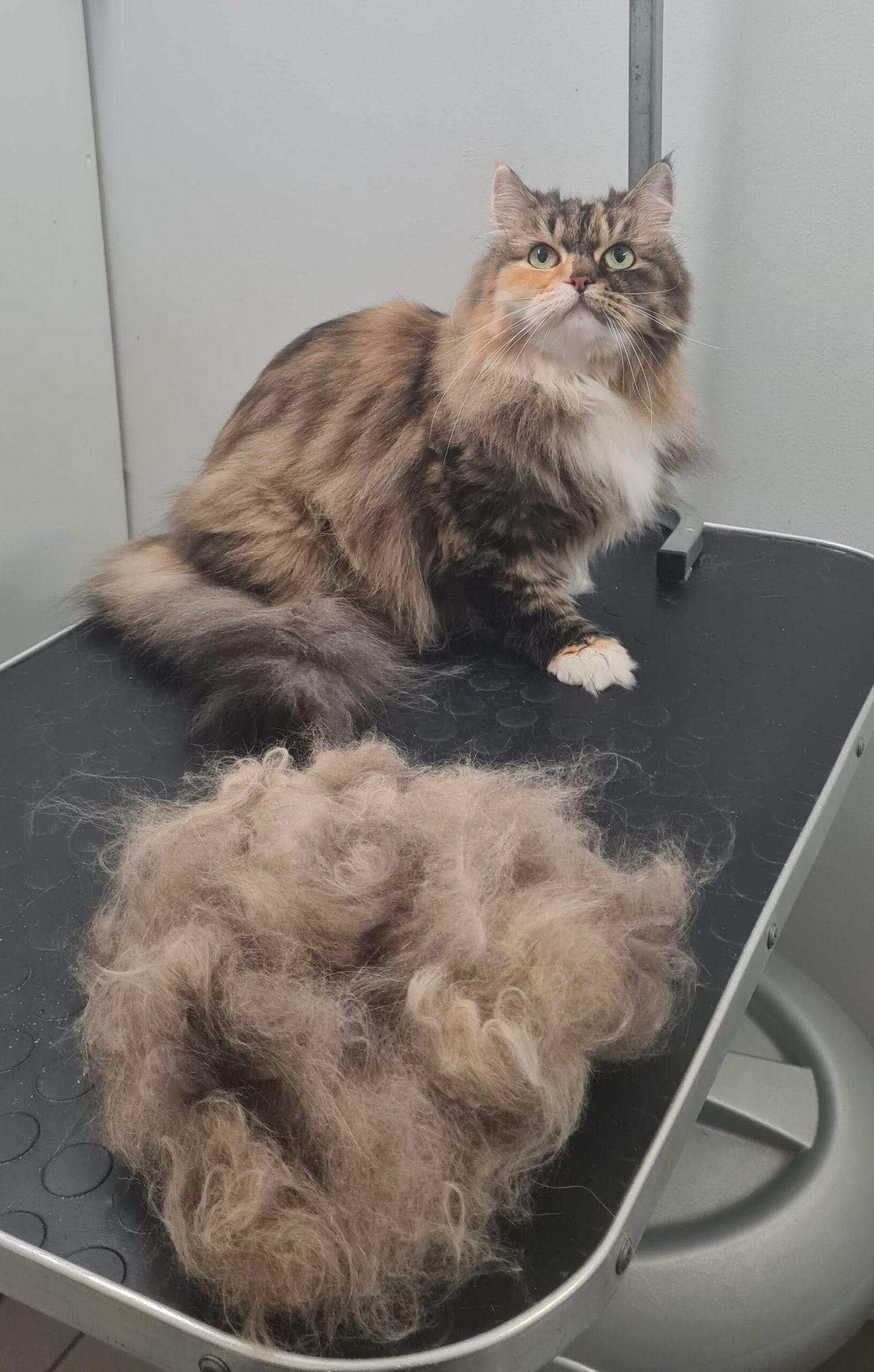 Salongist 20250727 131757 edit