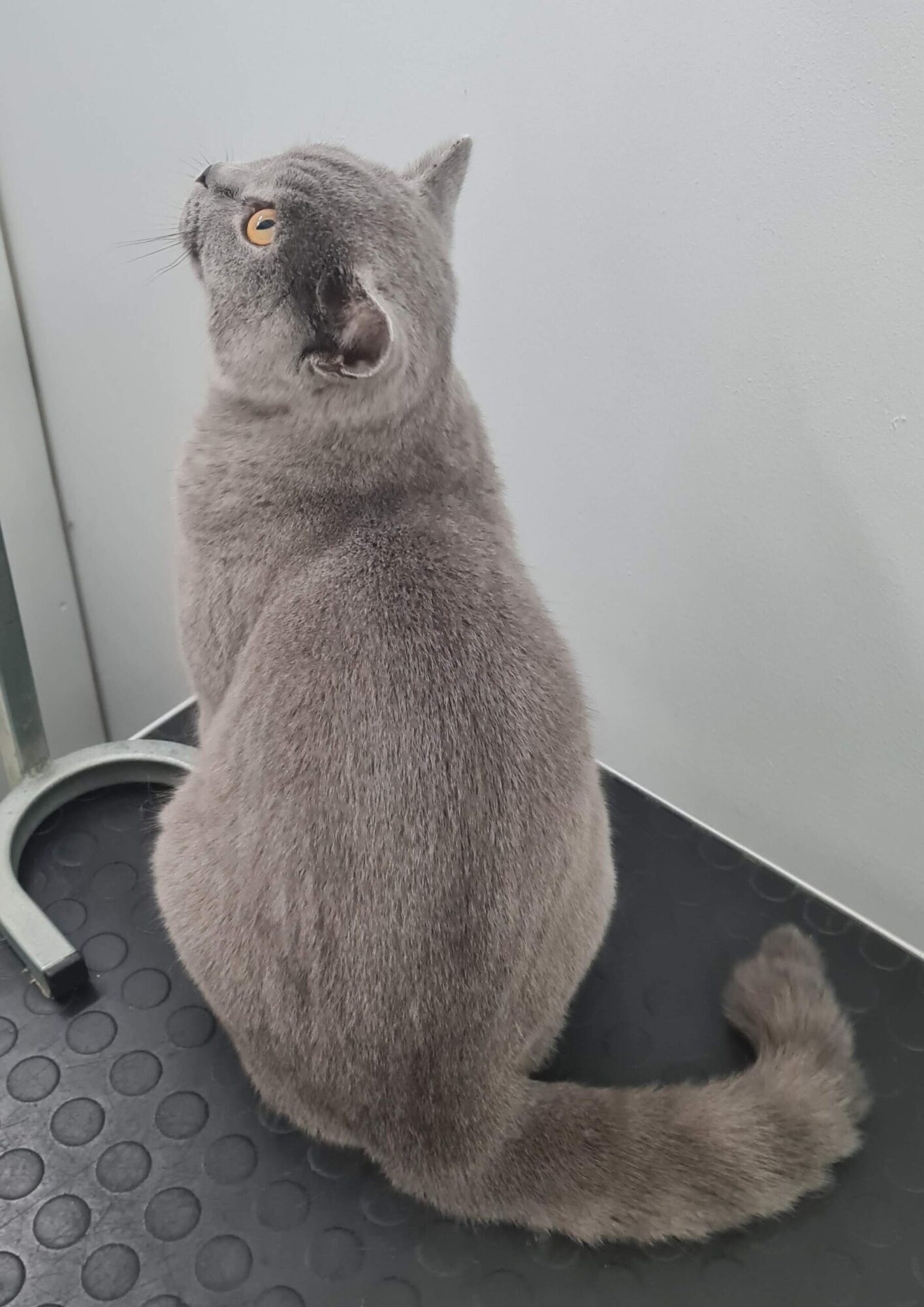 Salongist 20251115 145441 (1)