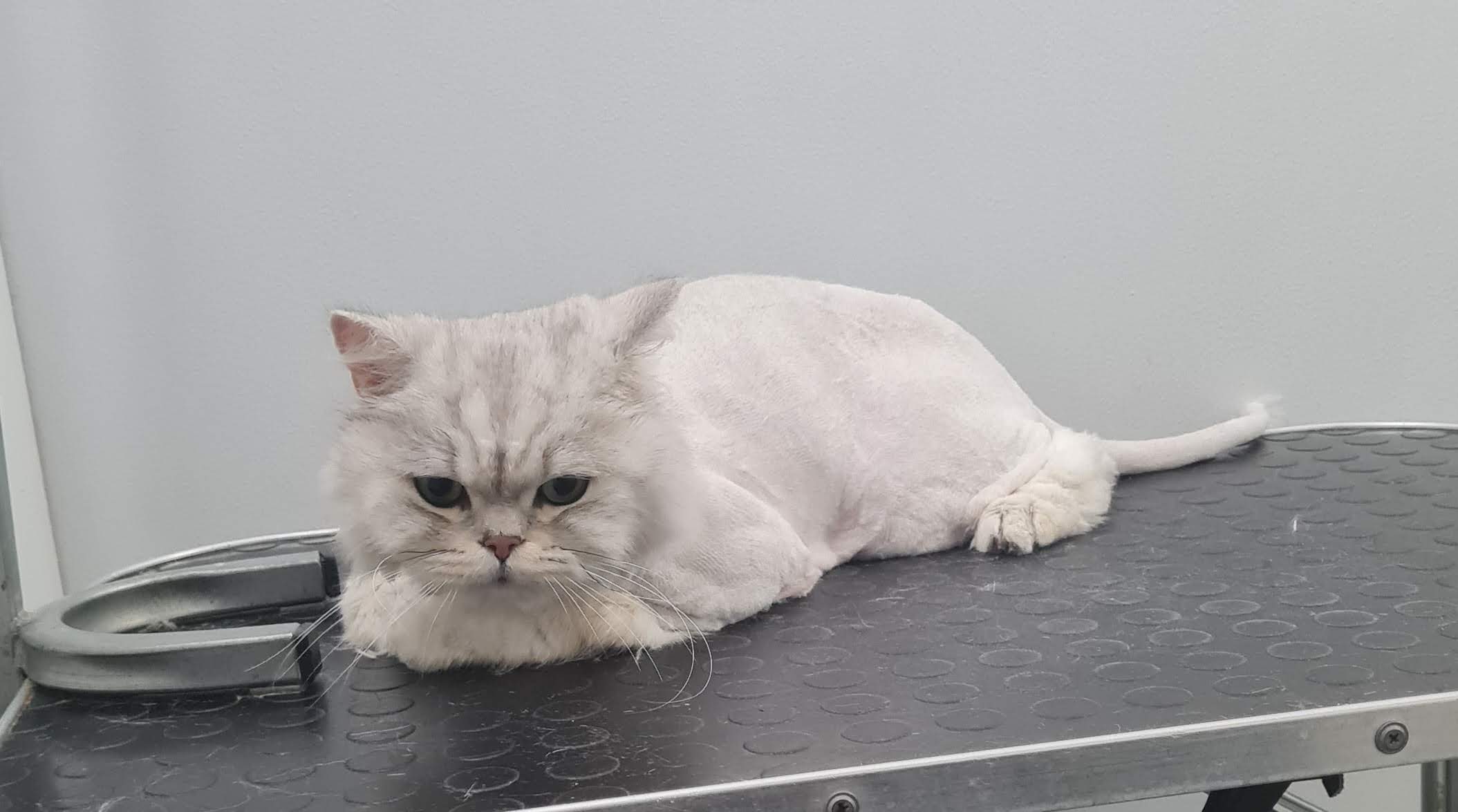 Salongist 20251222 192507 (1)