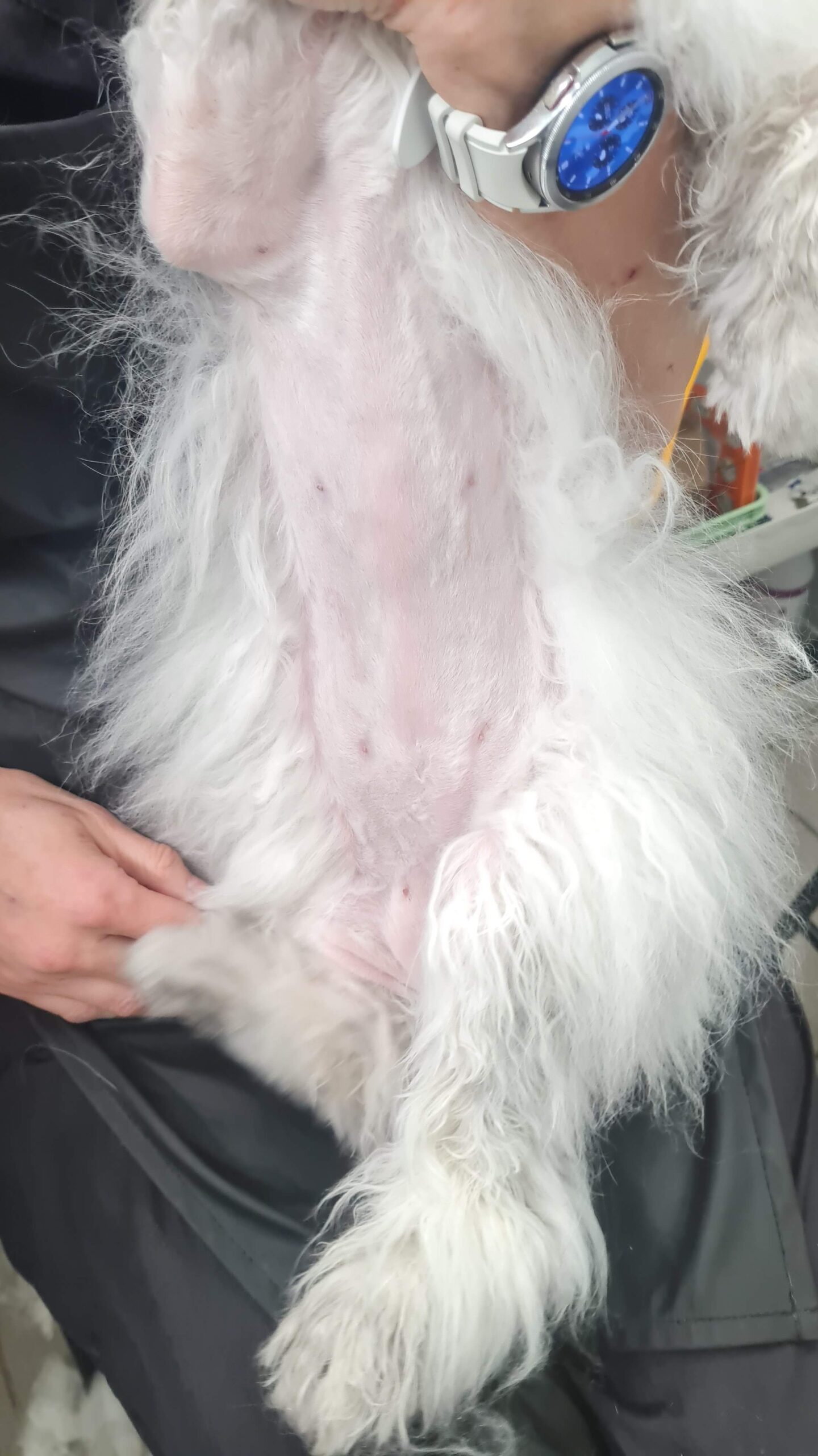 Salongist 20251223 172905