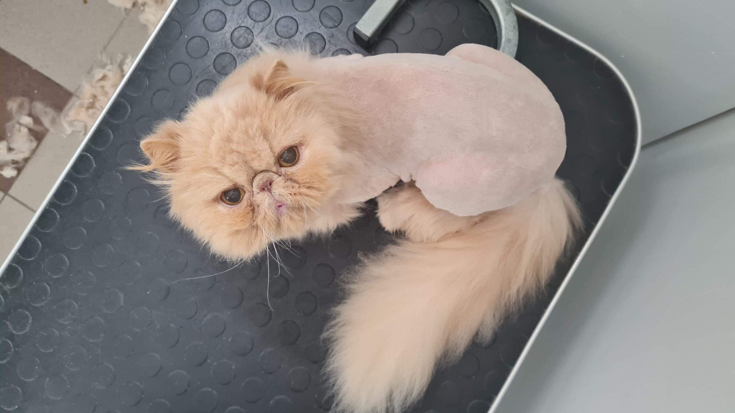 Salongist 20260109 114249 (1)