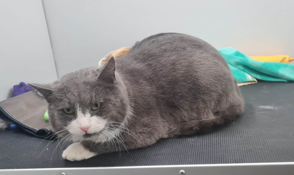 Rahvusvaheline varjupaiga kasside päev 20260226 182358