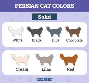 catster persian cat colors patterns infographic v1 3 oct 4 2024 solid.jpg