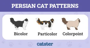 catster persian cat colors patterns infographic v1 oct 4 2024 pattern color.jpg