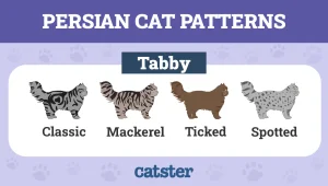 catster persian cat colors patterns infographic v1 oct 4 2024 tabby.jpg